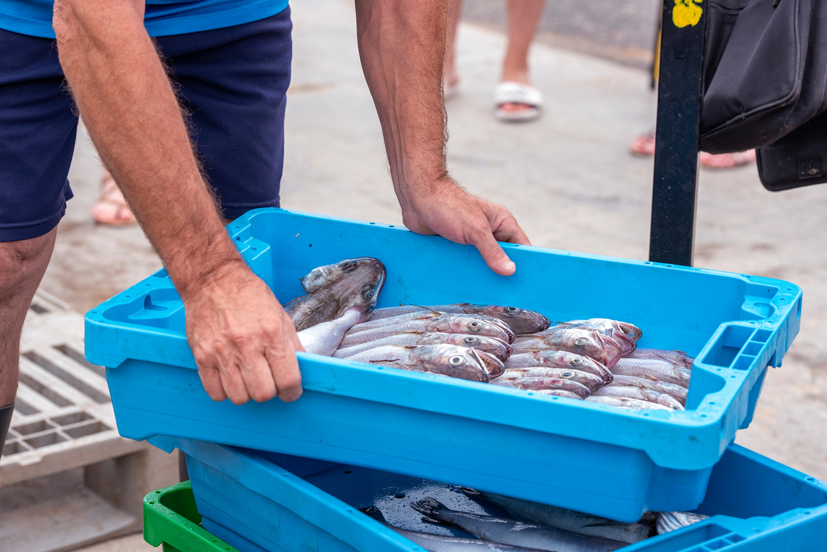 Fish harvesting for sales in fish market